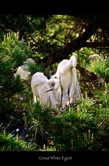Herons and Egrets of 2011