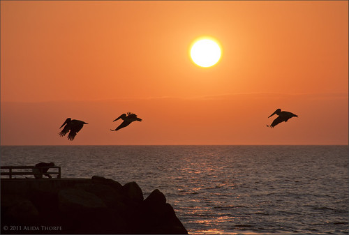 3 pelicans, Jupiter Inlet by Alida's Photos