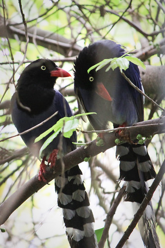 台灣藍鵲（Formosan Blue Magpie）