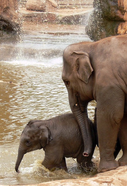 Baby Asian Elephant Bathtime 