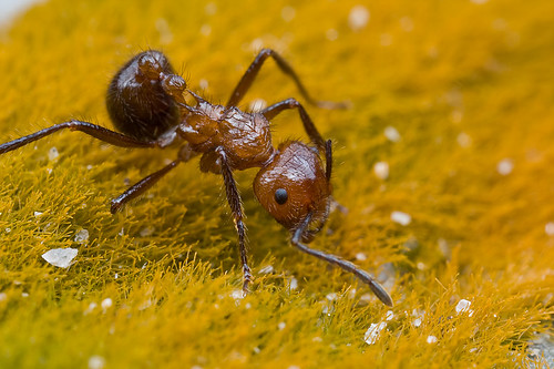 Myrmicaria sp. ant...IMG_0037 copy