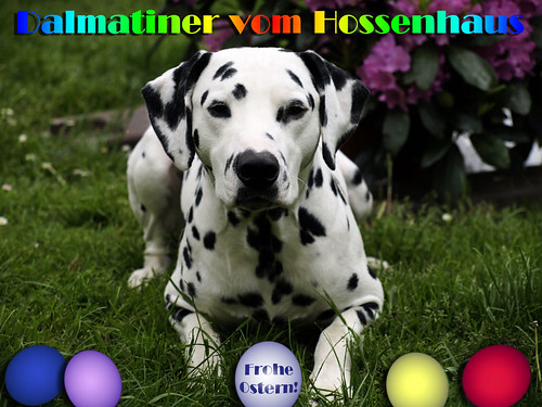 Frohe Ostern 2012! by Dalmatiner vom Hossenhaus