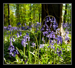  Bluebells at West Woods