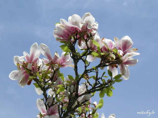 Magnificent Magnolia 2