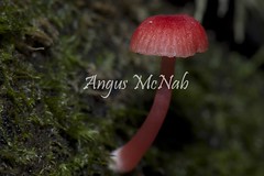 Australian Fungi