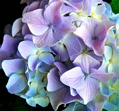 Floral (Color)