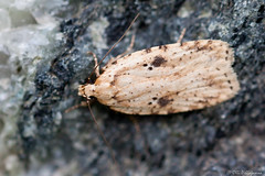 Lepidoptera: Depressariidae of Finland