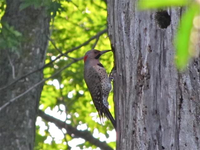 Northern Flicker (Yellow-shafted) 01