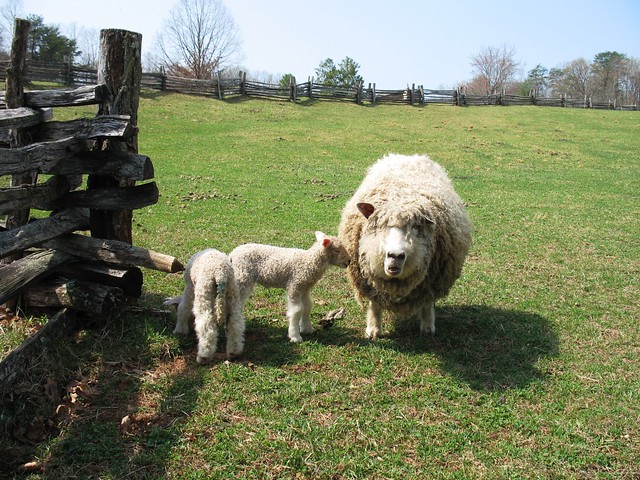 New Lambs at Booker T Washington National Monument in Hardy, VA