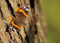 Butterflies & Such @ BBG 2012-05-11