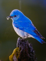 Amazing Blue Mountain Bird photo from Feast by Brad Hill http://beatymuseum.ubc.ca/events#feast @beatymuseum 2012-05-20-4463