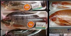 超市裡的吳郭魚。（攝影：張泰迪。）