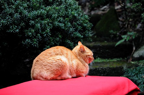 江ノ島の猫 / Cats in Enoshima