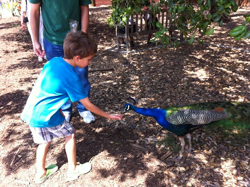 Ezra feeds a peacock