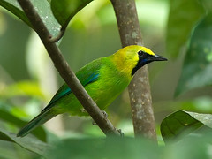 Leafbird - 04