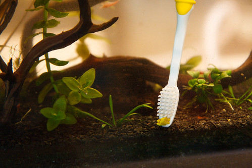 Toothbrush for Cleaning Near Substate in Aquarium