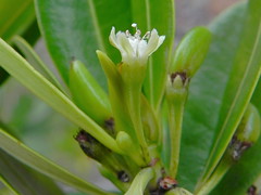 Erythroxylaceae