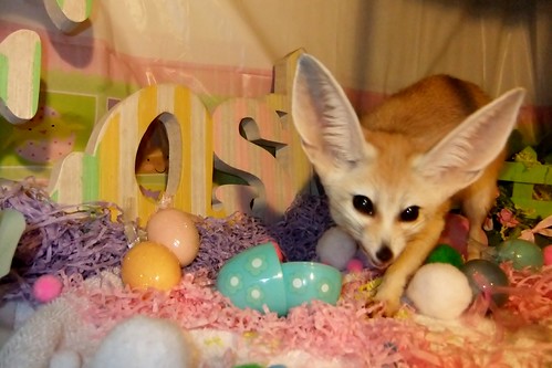 The Easter Fennec 