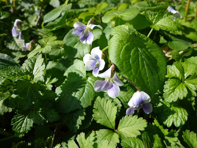 Violets in the Forest