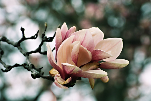Magnolias in Rain by C.Duncan's Photography