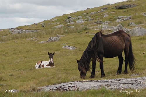 Two under fed ponies, Rough Tor, Cornwall by Stocker Images
