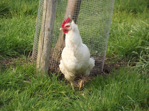 Chicken, Attingham Park