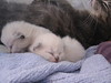 Two of the little white kittens