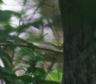 Golden-winged Warbler
(butt)