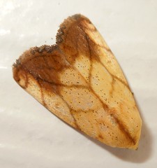 Transverse Moth (Xanthodes transversa)       