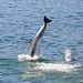 Wild Dolphins in Setúbal Bay / Atlantic Ocean