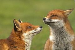 RED FOX VULPES VULPES