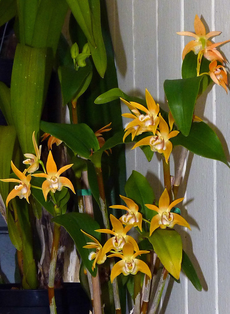 Dendrobium fleckeri species orchid, first bloom post-purchase 6-11*