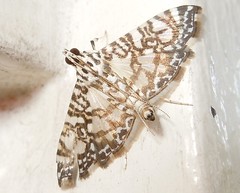 Crambid moth (Glyphodes sp.)