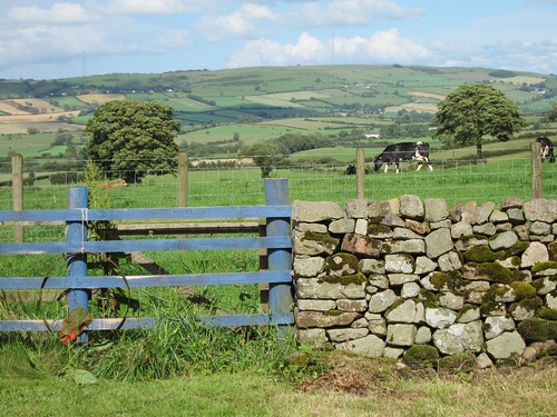 hills, cows, gate