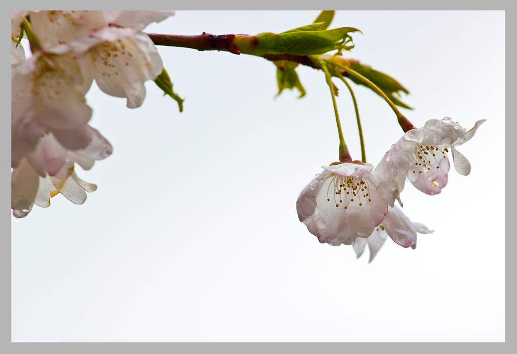 cherry blossom6