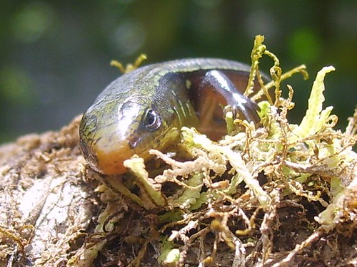 Mabuya unimarginata ( Scincidae ) by elprofedebiolo