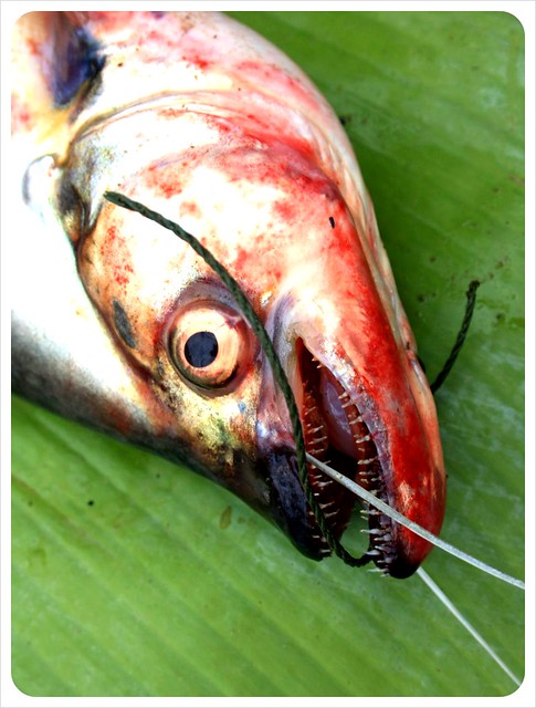 luang prabang morning market fish head