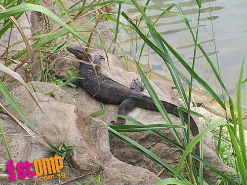 1m-long monitor lizard at Kallang River catches visitor by surprise 