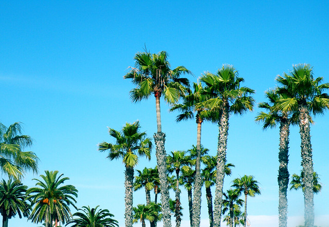 Coronado Beach Palm Trees