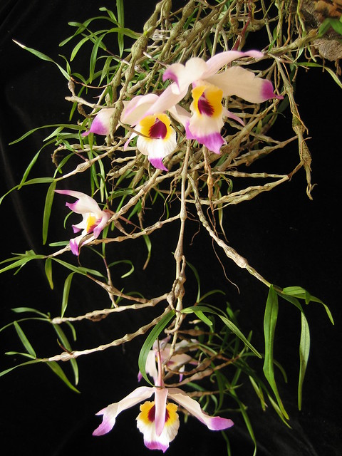 Dendrobium falconeri plant