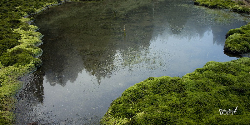加羅湖步道旁的苔蘚