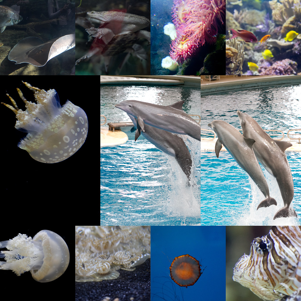 aquarium april 2
