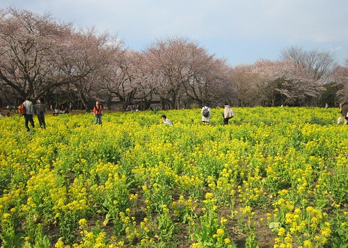 菜の花と桜＠昭和記念公園　2012年4月9日 by Poran111