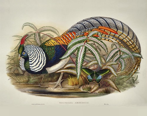 Thaumalea amherstiae (John Gould) by peacay