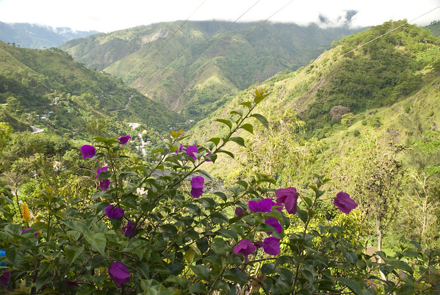 Mountain Flowers - Baguio City, Philippines