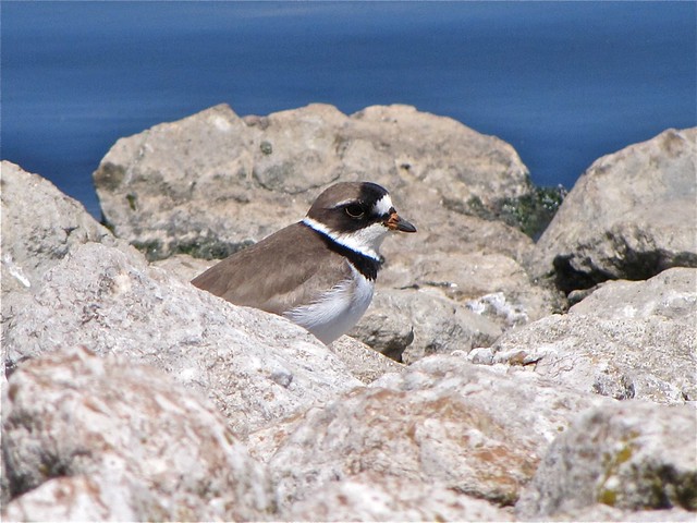 Semipalmated Plover at El Paso Sewage Treatment Center 21