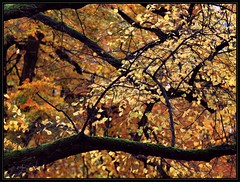 Autumn, Herfst, Herbst, Automne 