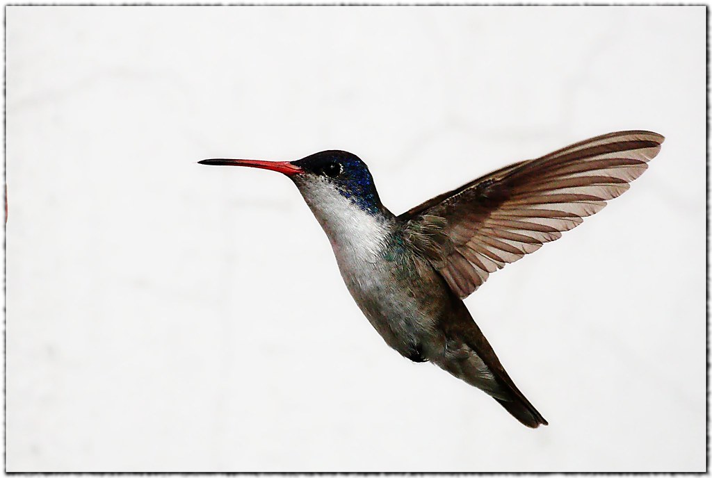 Colibri (hummingbird)