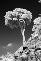 Infrared Canon D40, (780nm) 2010-2015