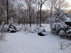 Snowfall 1-12-11